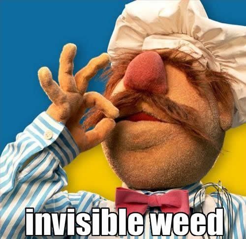 invisible weed