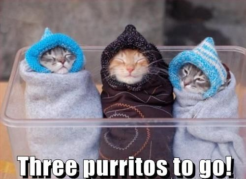 Three purritos to go!