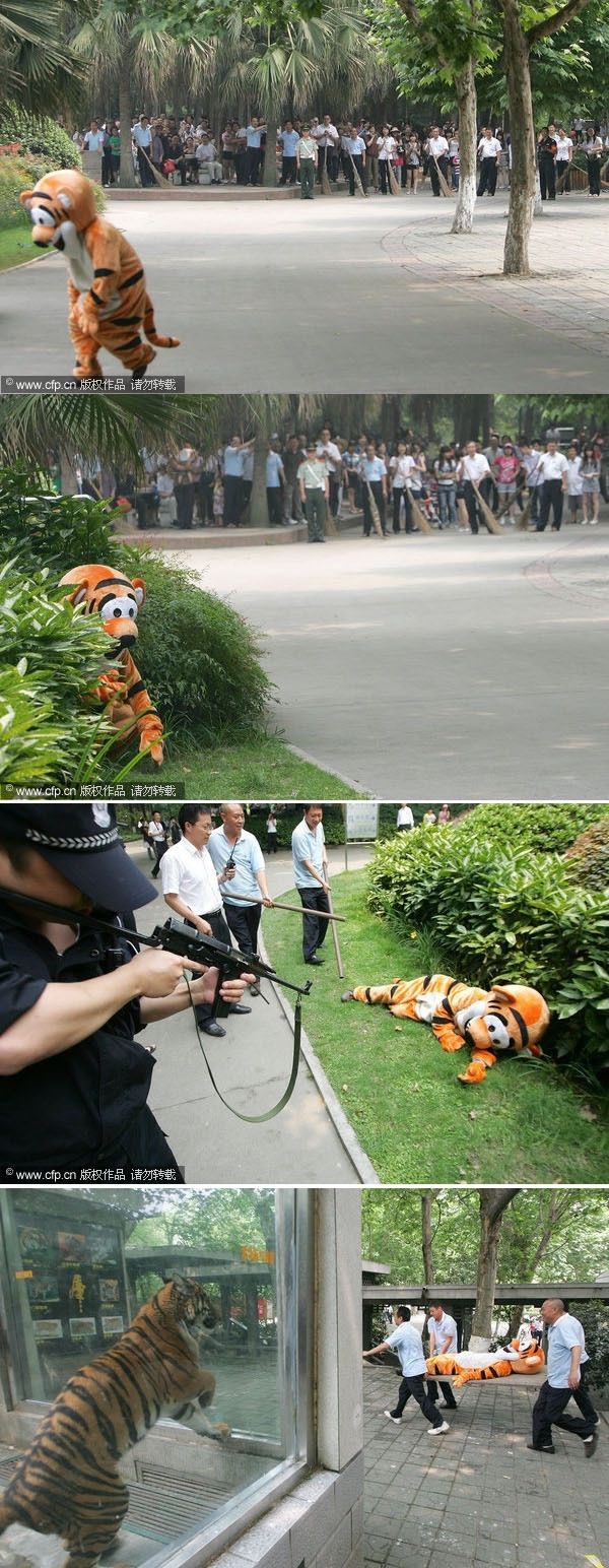 pursuit of the tiger