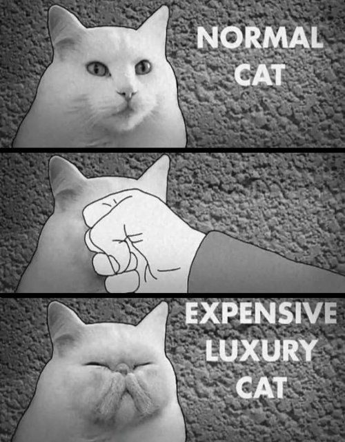 NORMAL CAT EXPENSIVE LUXURY CAT