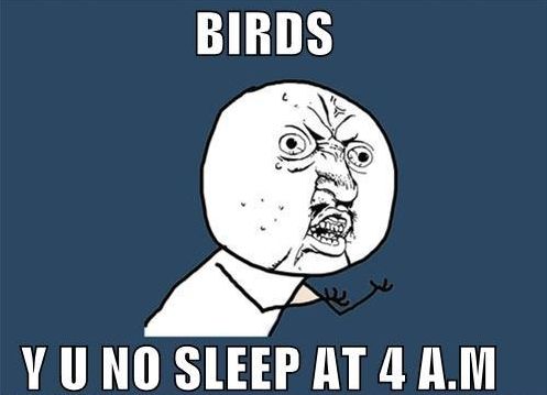 BIRDS Y U NO SLEEP AT 4 A.M