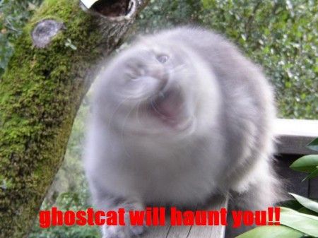 ghostcat will haunt you!!