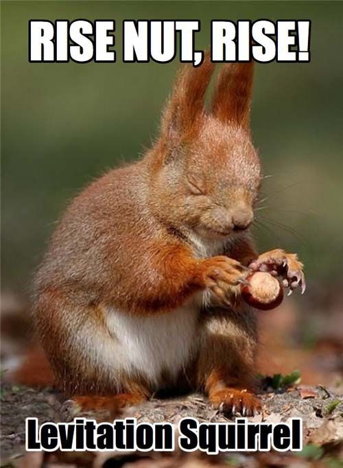 RISE NUT, RISE!
 Levitation Squirrel