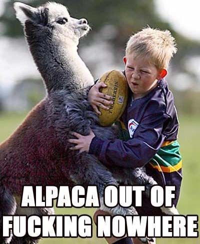ALPACA OUT OF F✡✝KING NOWHERE