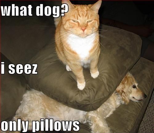 what dog?
 i seez
 only pillows