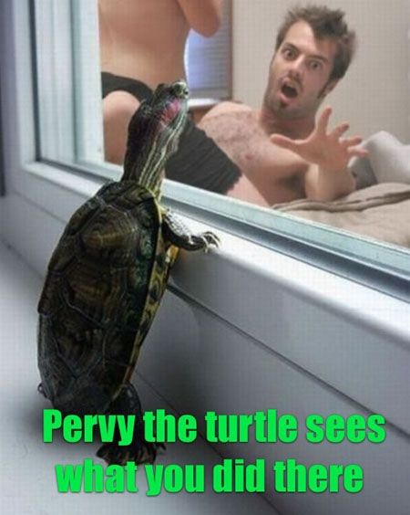 Pervy the turtle sees what you did there