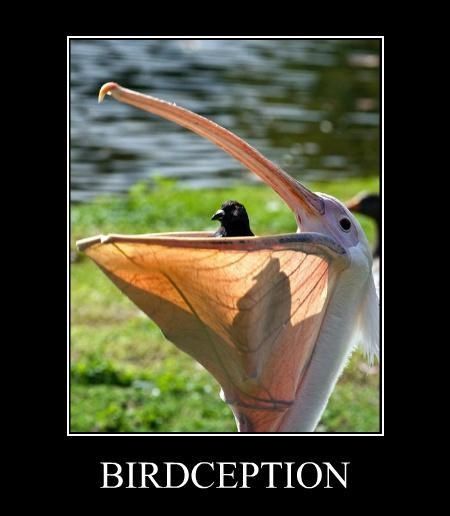 BIRDCEPTION