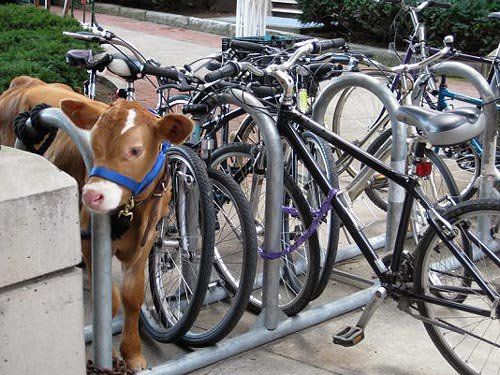 parked cow