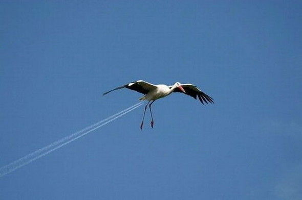 rocket stork