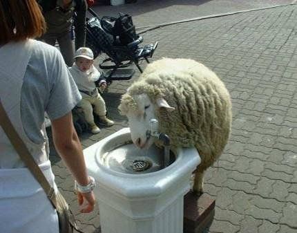 thirsty sheep