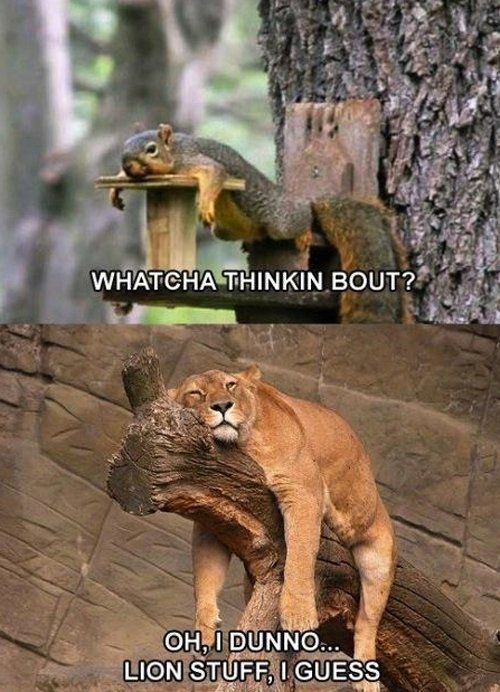 WHATCHA THINKIN BOUT? OH, I DUNNO... LION STUFF, I GUESS