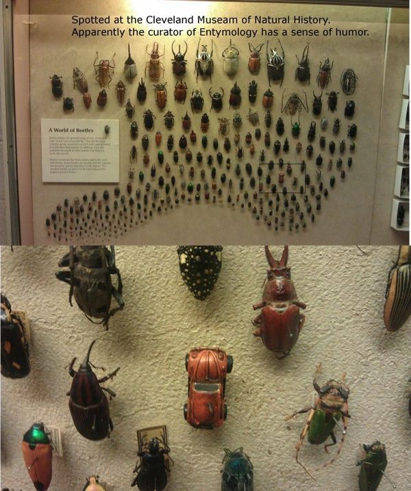 Spotted at the Cleveland Museum of Natural History.
 Apparently the curator of Entymology has a sense of humor.
 A World of Beetles
