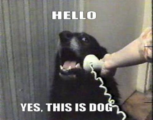 HELLO
 YES, THIS IS DOG