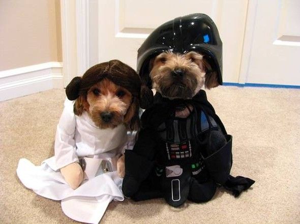 star wars puppies