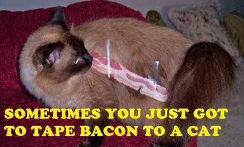SOMETIMES YOU JUST GOT TO TAPE BACON TO A CAT