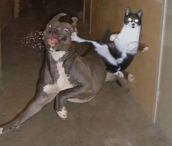 _animals_lolcats_dogs_fight