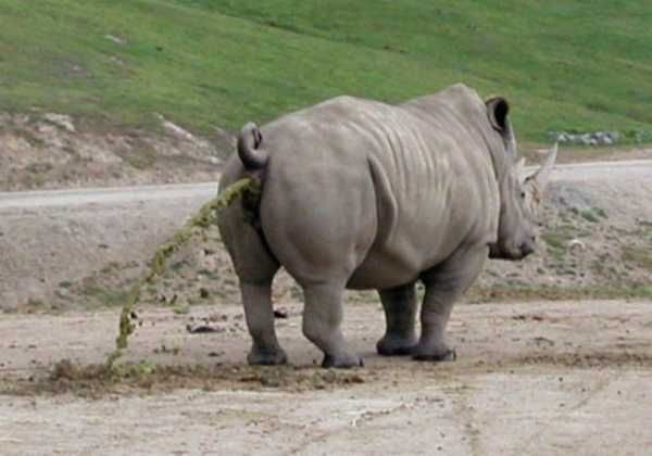 _rhinoceros