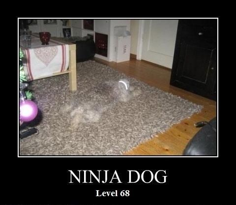 NINJA DOG Level 68