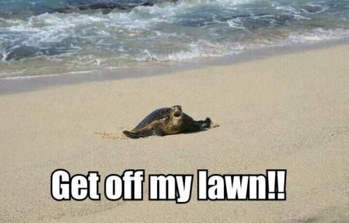 Get off my lawn!!