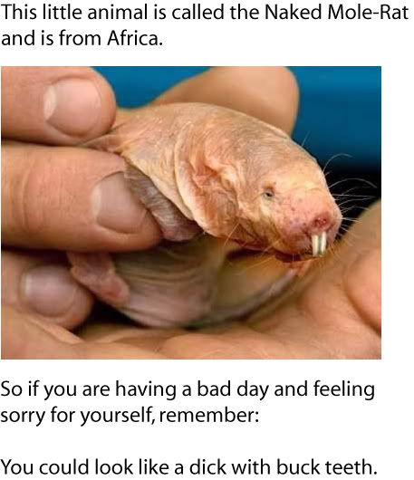 This little animals is called the Naked Mole-Rat and is from Africa. So if you are having a bad day and feeling sorry for yourself, remember: You could look like a dick with buck teeth.
