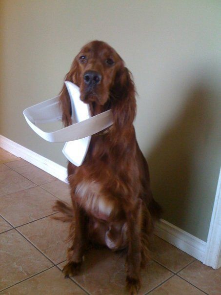 dog played with a trash bin