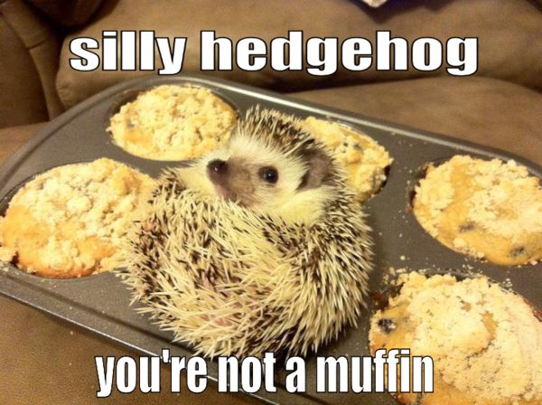 silly hedgehog
 you're not a muffin