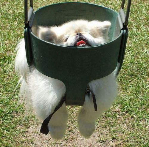 dog too small to swing