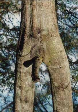 well hung tree