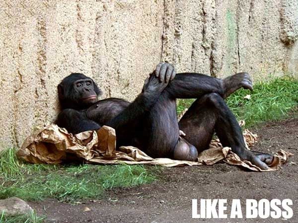 LIKE A BOSS