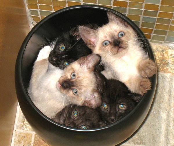 pot of cats