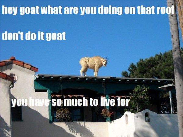 hey goat what are you doing on that roof don't do it goat you have so much to live for