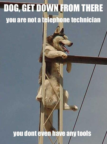 DOG, GET DOWN FROM THERE you are not a telephone technician you dont even have any tools