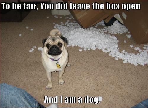 To be fair, You did leave the box open
 And I am a dog.