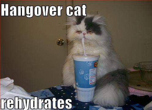 Hangover cat rehydrates
