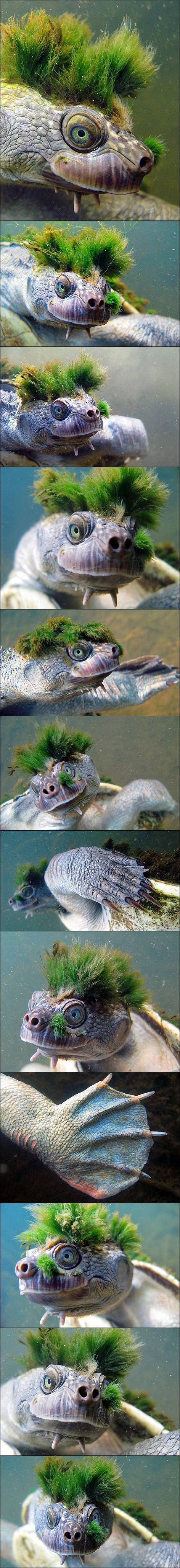 underwater lizard nonsense