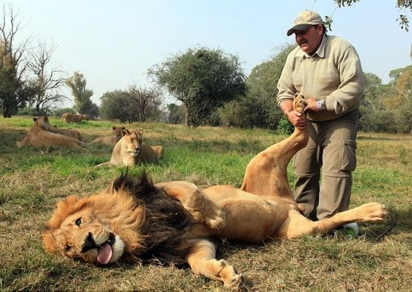 tickling a lion