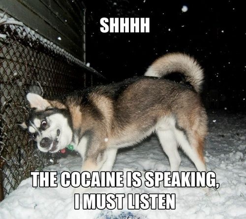 SHHHH
 THE COCAINE IS SPEAKING, I MUST LISTEN