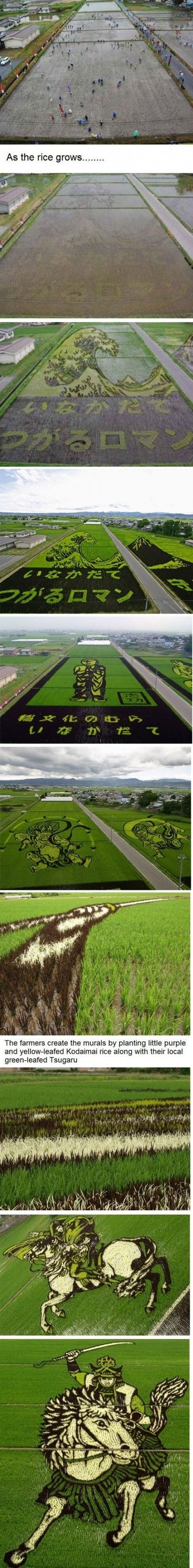 As the rice grows...
 The farmers create the murals by planting little purple and yellow-leafed Kodaimai rice along with their local green-leafed Tsugaru