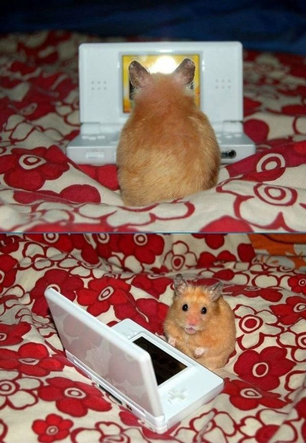 nintendo ds hamster