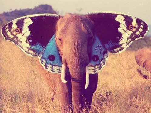 elephant with butterfly wings