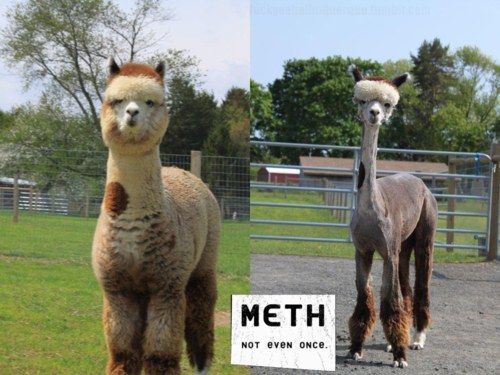 METH
 NOT EVEN ONCE.