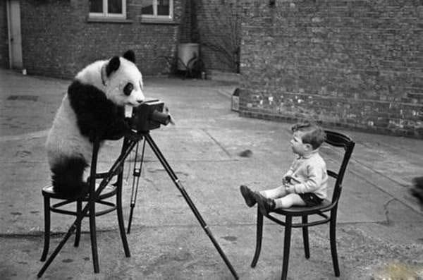 panda taking photo
