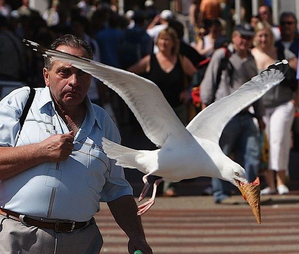 ice cream stealing seagull