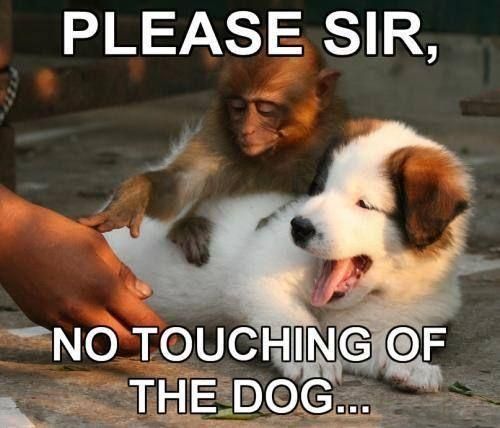 PLEASE SIR, NO TOUCHING OF THE DOG...