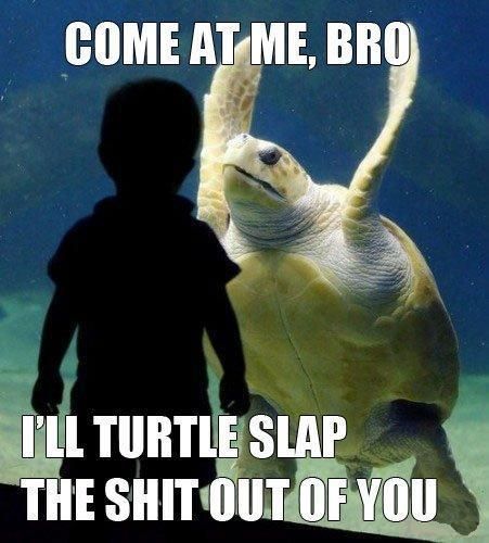 COME AT ME, BRO
 I'LL TURTLE SLAP THE SHIT OUT OF YOU