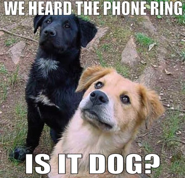 WE HEARD THE PHONE RING
 IS IT DOG?