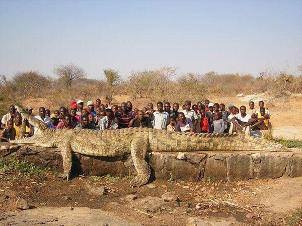 giant alligator africa