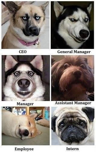 CEO
 General Manager
 Manager
 Assistant Manager
 Employee
 Intern
