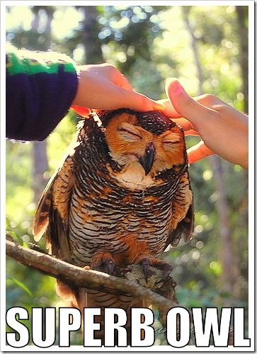SUPERB OWL