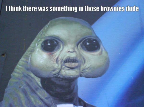 I think there was something in those brownies dude